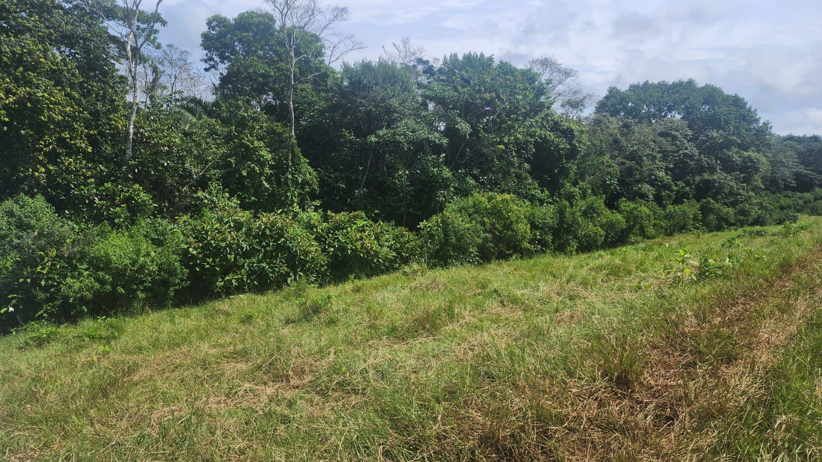 SALE OF LAND IN CHORRERA - LAS YAYAS ADENTRO (7.5 HECTARES) - photo 22