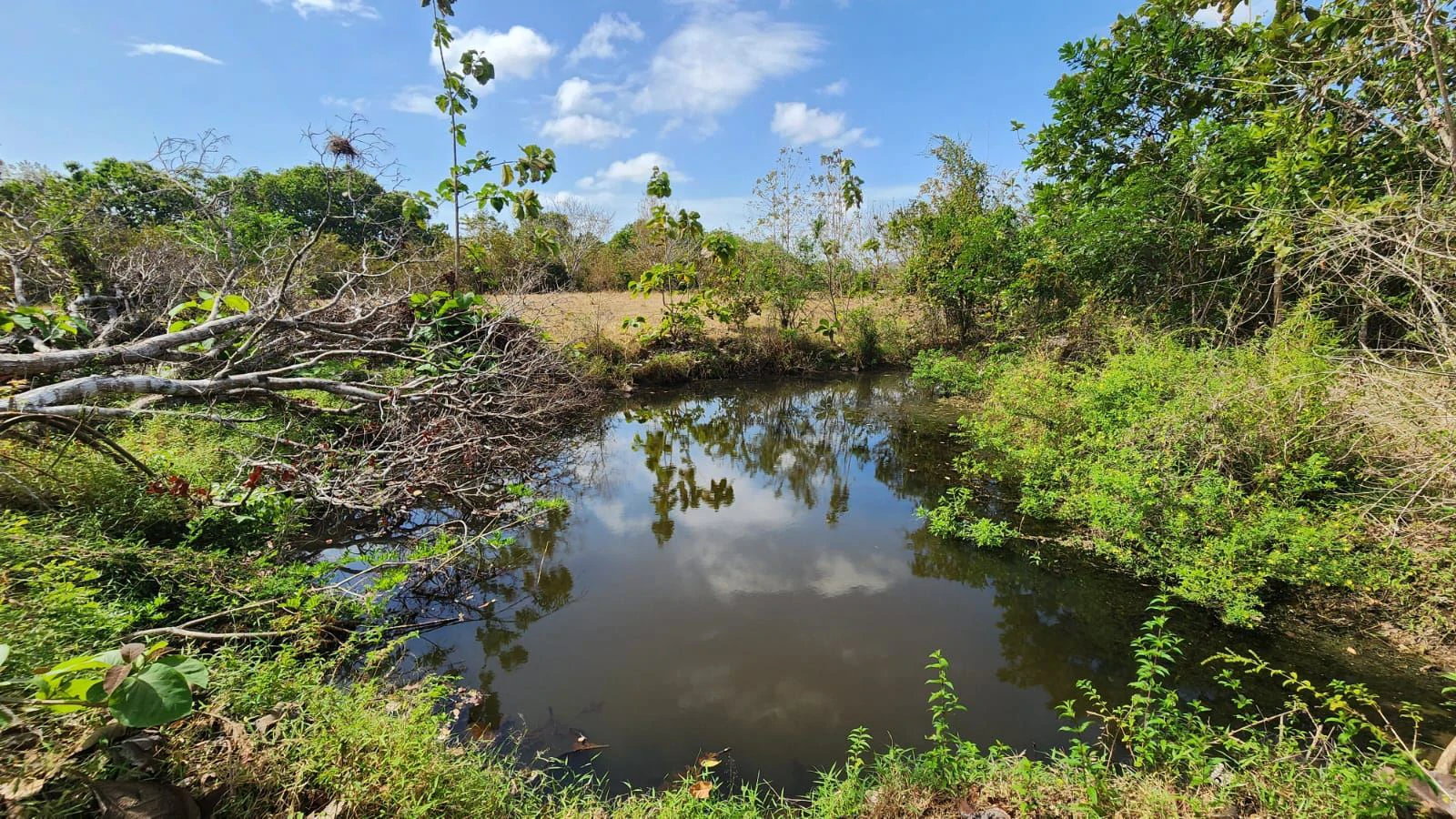 LAND FOR SALE IN LAS TABLAS – POCRÍ / PARITILLA, 15.5 HECTARES - photo 25