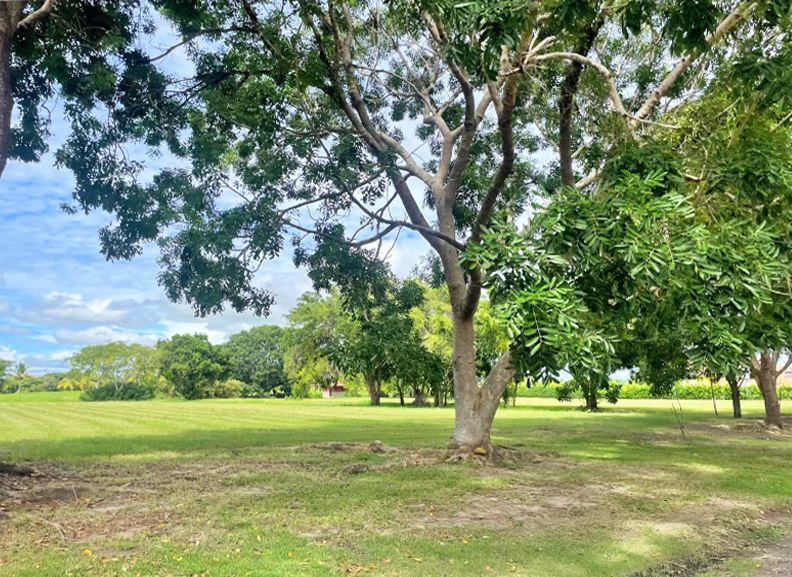 Stunning Land in Buenaventura - photo 6