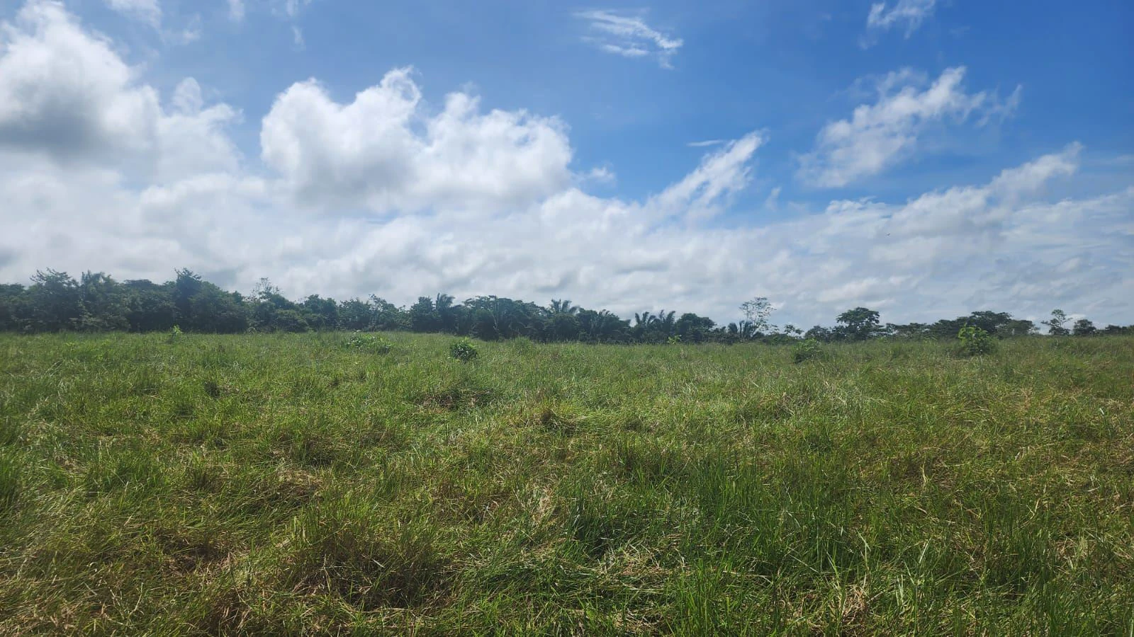 SALE OF LAND IN CHORRERA - LAS YAYAS ADENTRO (7.5 HECTARES) - photo 20