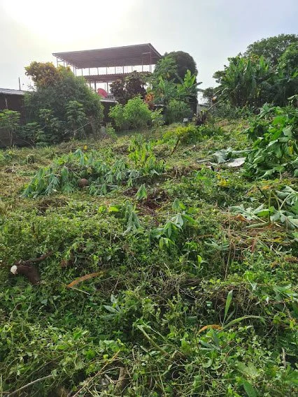 LAND FOR SALE IN LA CHORRERA - photo 6