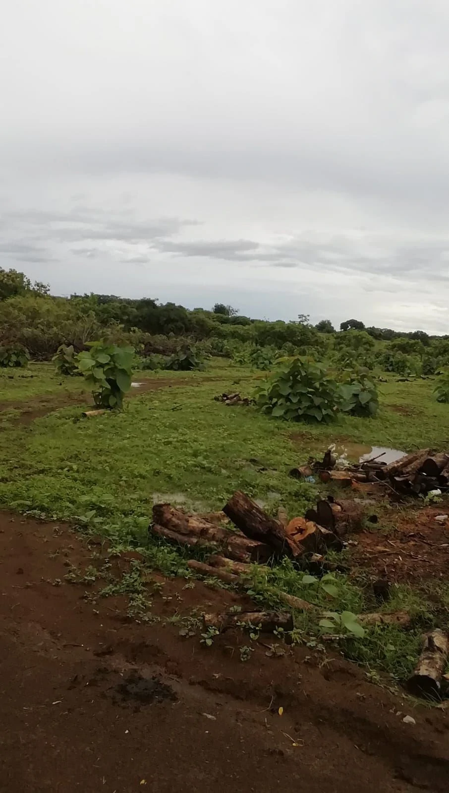 LAND FOR SALE IN LAS TABLAS – POCRÍ / PARITILLA, 15.5 HECTARES - photo 6