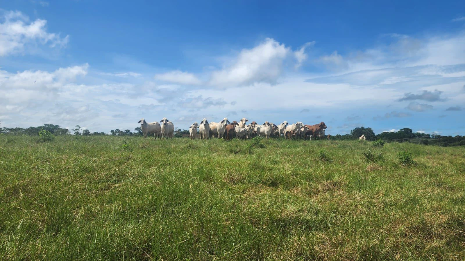 SALE OF LAND IN CHORRERA - LAS YAYAS ADENTRO (7.5 HECTARES)