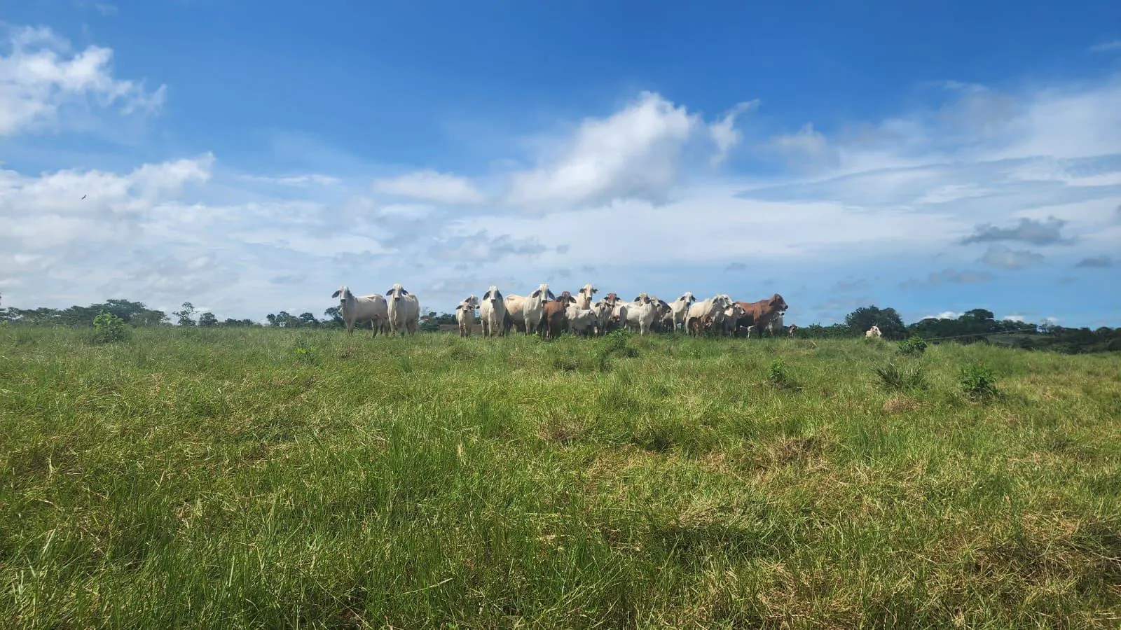 SALE OF LAND IN CHORRERA - LAS YAYAS ADENTRO (7.5 HECTARES)