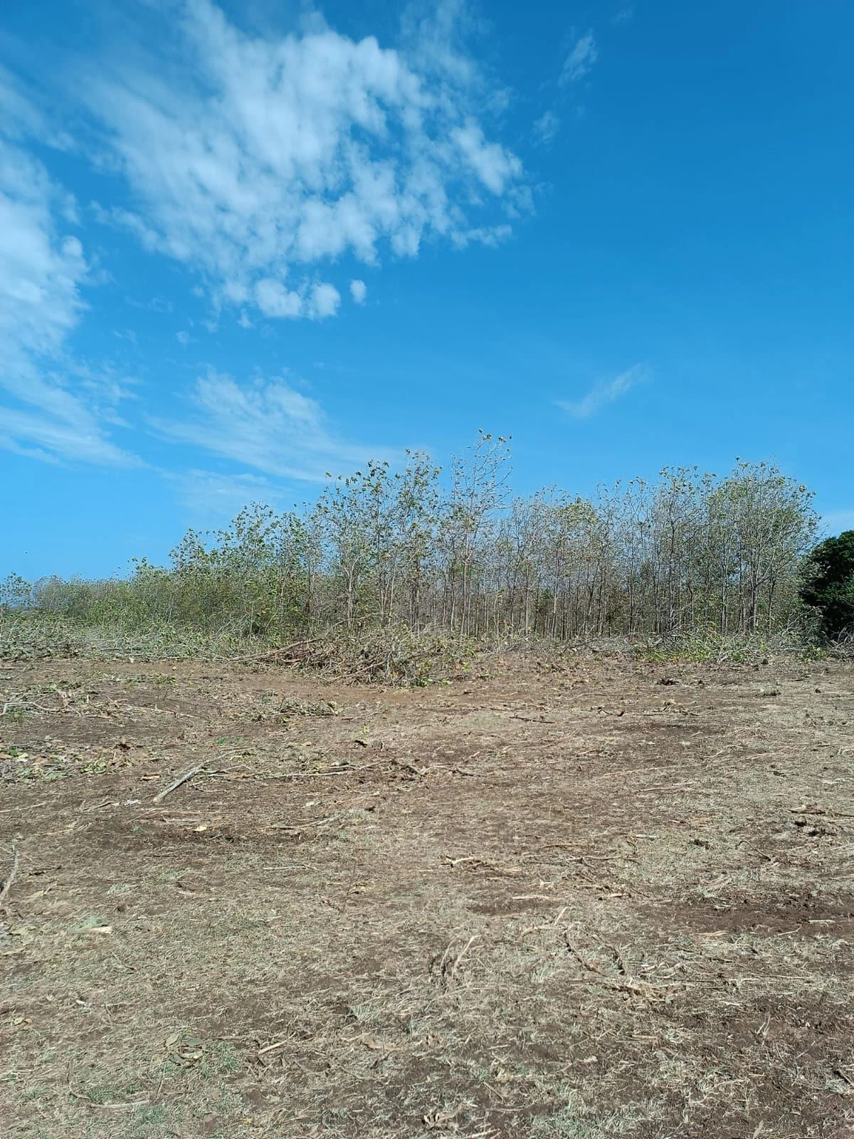 LAND FOR SALE IN LAS TABLAS – POCRÍ / PARITILLA, 15.5 HECTARES - photo 8