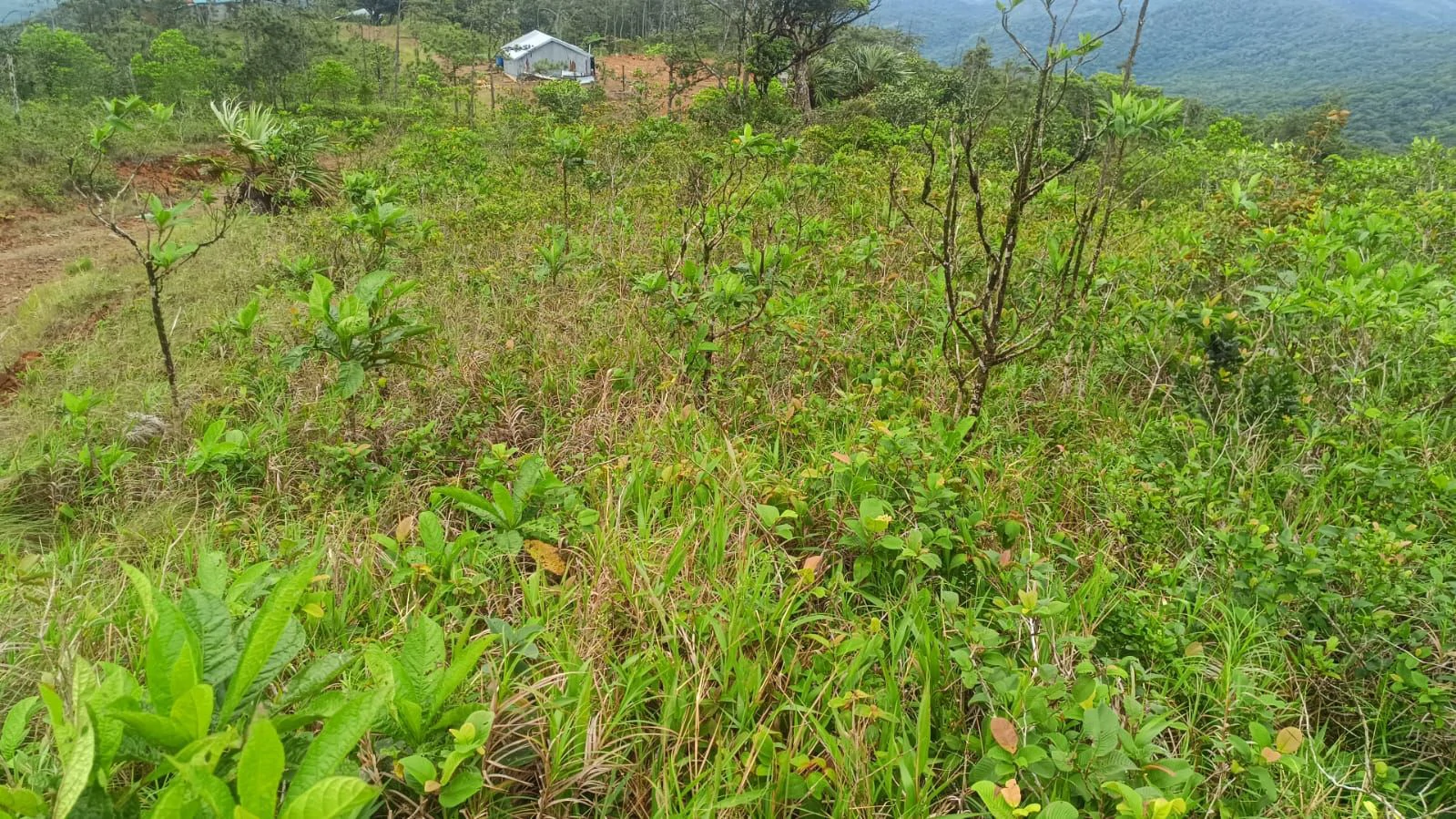Land for Sale Alto Utivé – Cerro Azul with City and Panama Bay Views - photo 5