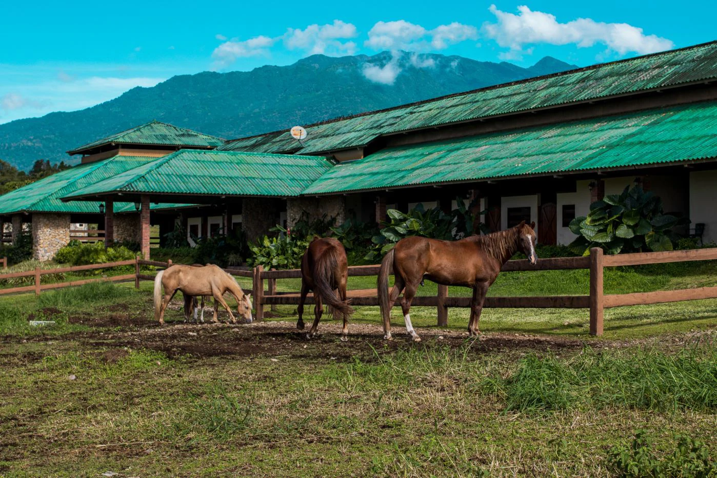 Invest in Boquete, land of flowers and coffee. - photo 21