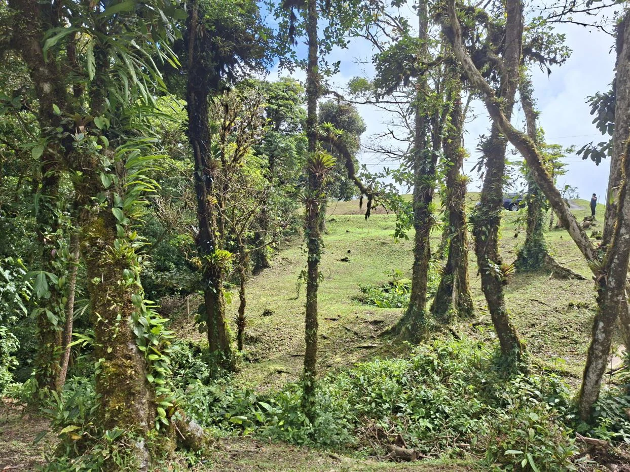FOR SALE – Mountain Land in Altos de María, Chame District, Panamá - photo 4