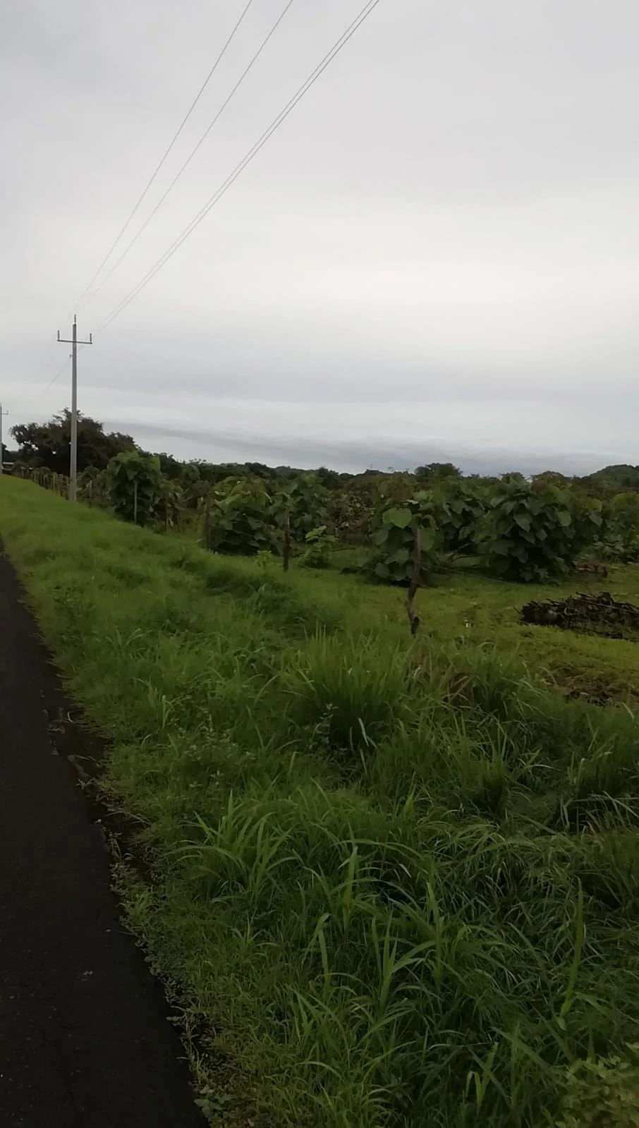 LAND FOR SALE IN LAS TABLAS – POCRÍ / PARITILLA, 15.5 HECTARES - photo 9