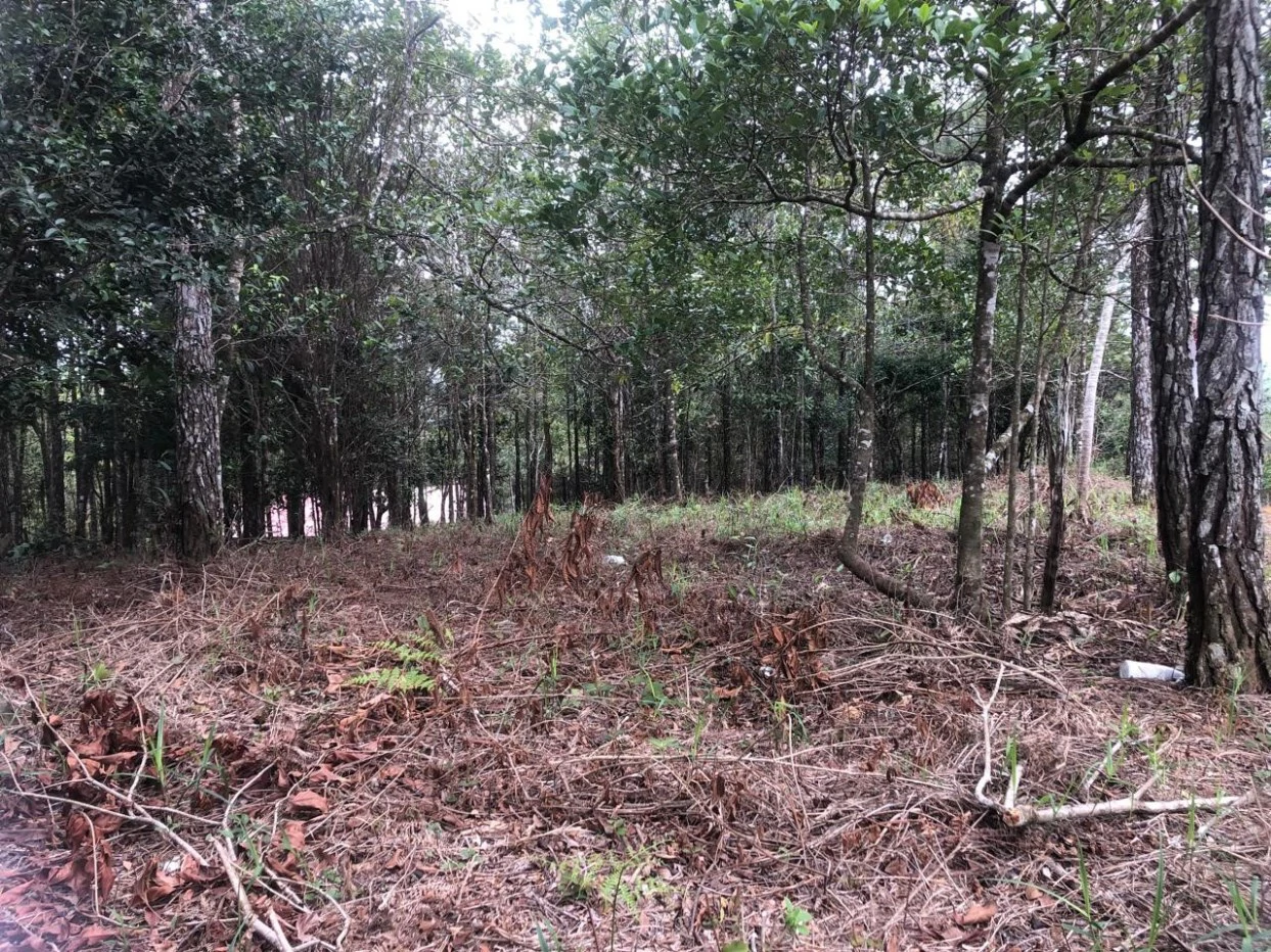 "Great Opportunity! Land in Altos de Cerro Azul" - photo 3