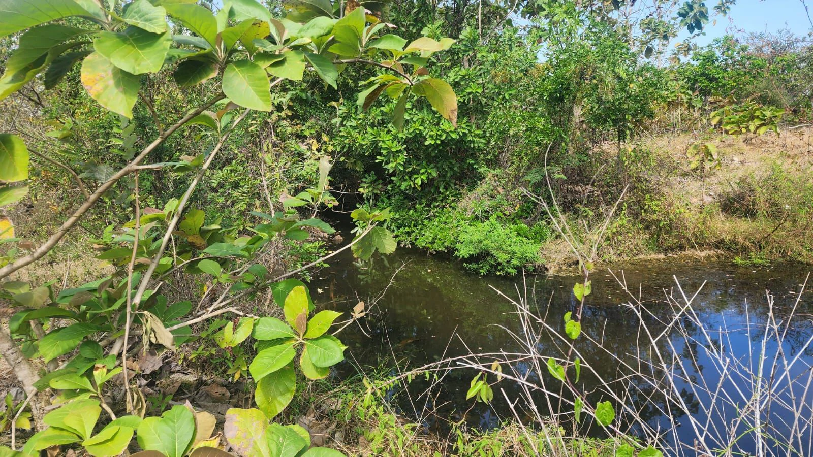 LAND FOR SALE IN LAS TABLAS – POCRÍ / PARITILLA, 15.5 HECTARES - photo 23