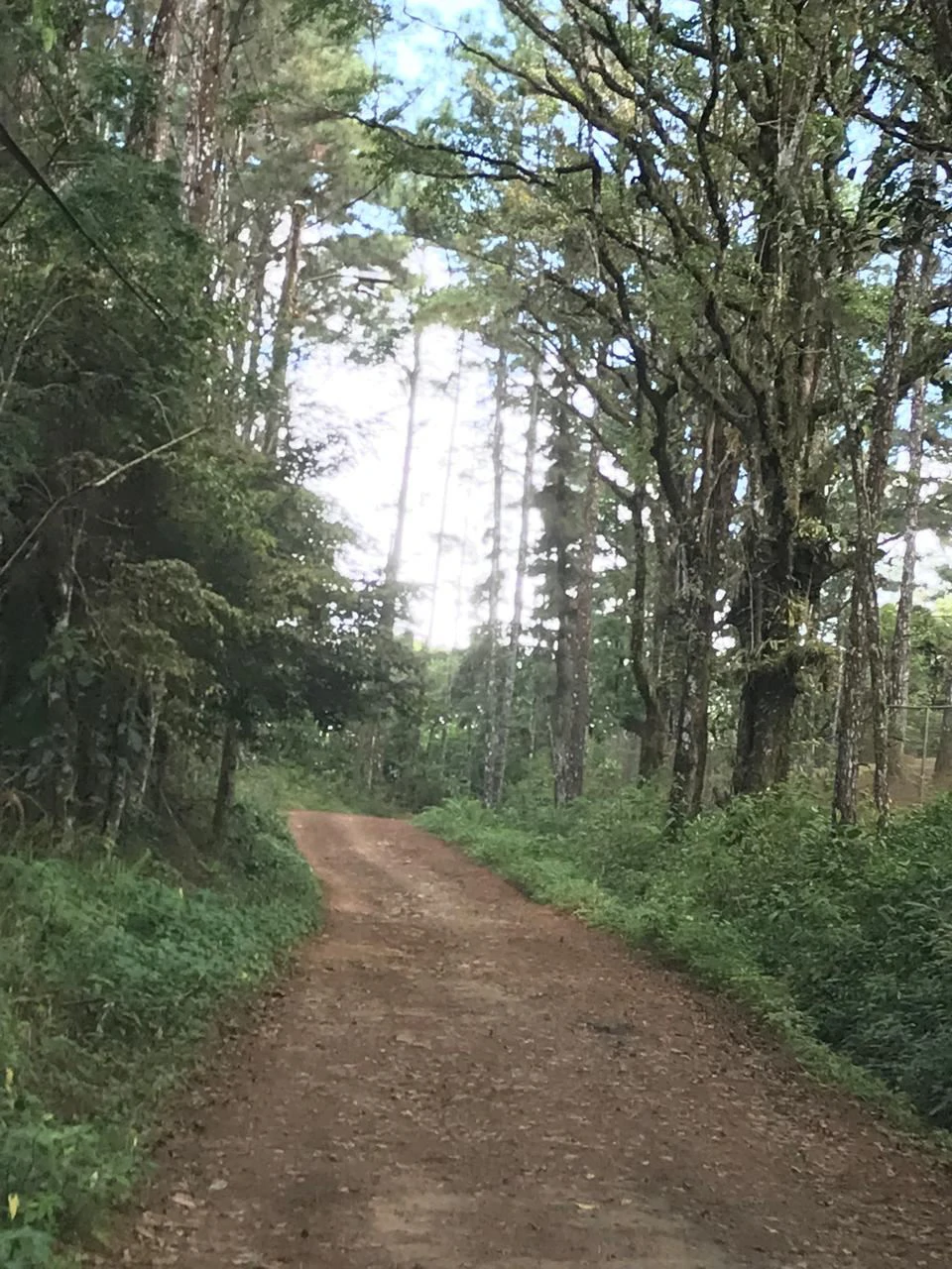 Land for Sale – 23 Hectares Private Paradise in Cerro Azul - photo 4