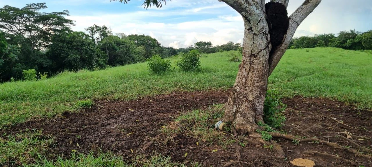 SALE OF LAND IN CHORRERA - LAS YAYAS ADENTRO (7.5 HECTARES) - photo 13