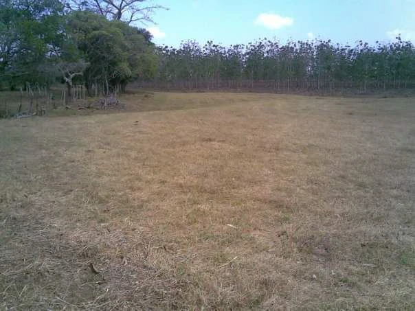 LAND FOR SALE IN LAS TABLAS – POCRÍ / PARITILLA, 15.5 HECTARES - photo 18