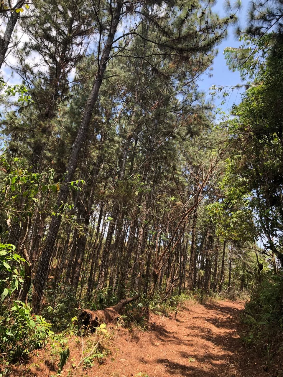 Land for Sale – 23 Hectares Private Paradise in Cerro Azul - photo 5