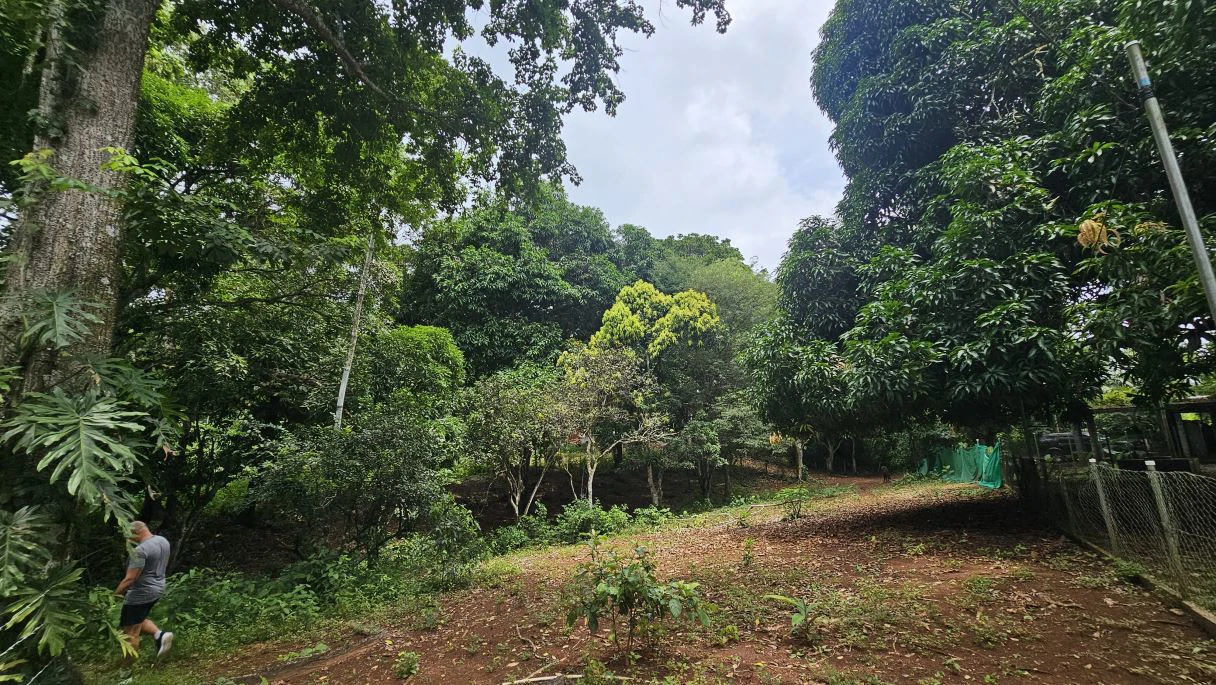 Your ideal land in Las Mendozas! Nature and tranquilility in La Chorrera. - photo 4