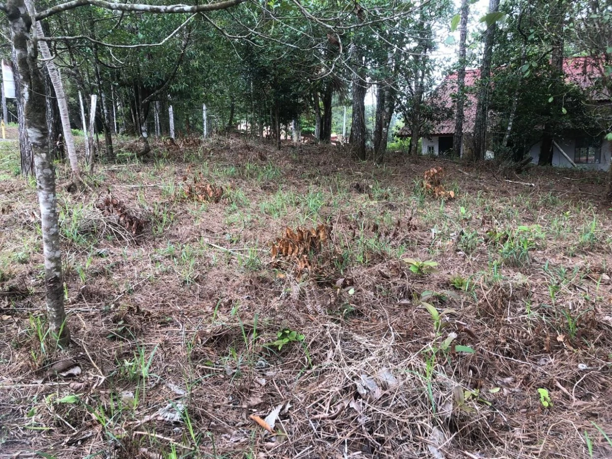 "Great Opportunity! Land in Altos de Cerro Azul" - photo 2