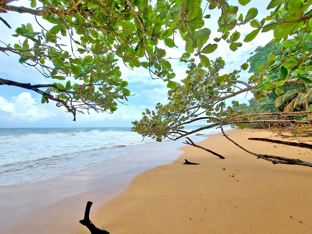 B&B nestled in the jungle of Isla Colon - Bocas del Toro - photo 31