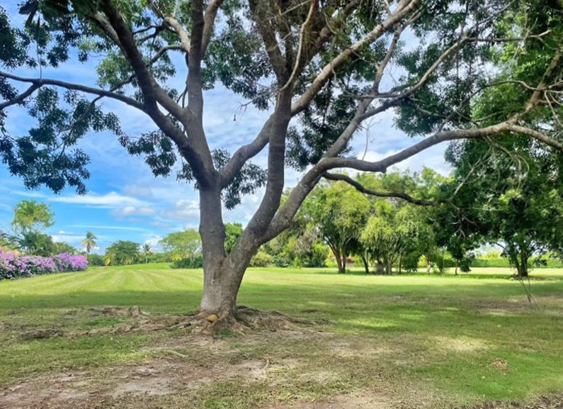 Stunning Land in Buenaventura - photo 7