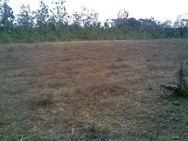 LAND FOR SALE IN LAS TABLAS – POCRÍ / PARITILLA, 15.5 HECTARES - photo 12
