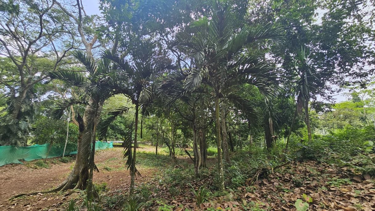 Your ideal land in Las Mendozas! Nature and tranquilility in La Chorrera. - photo 5