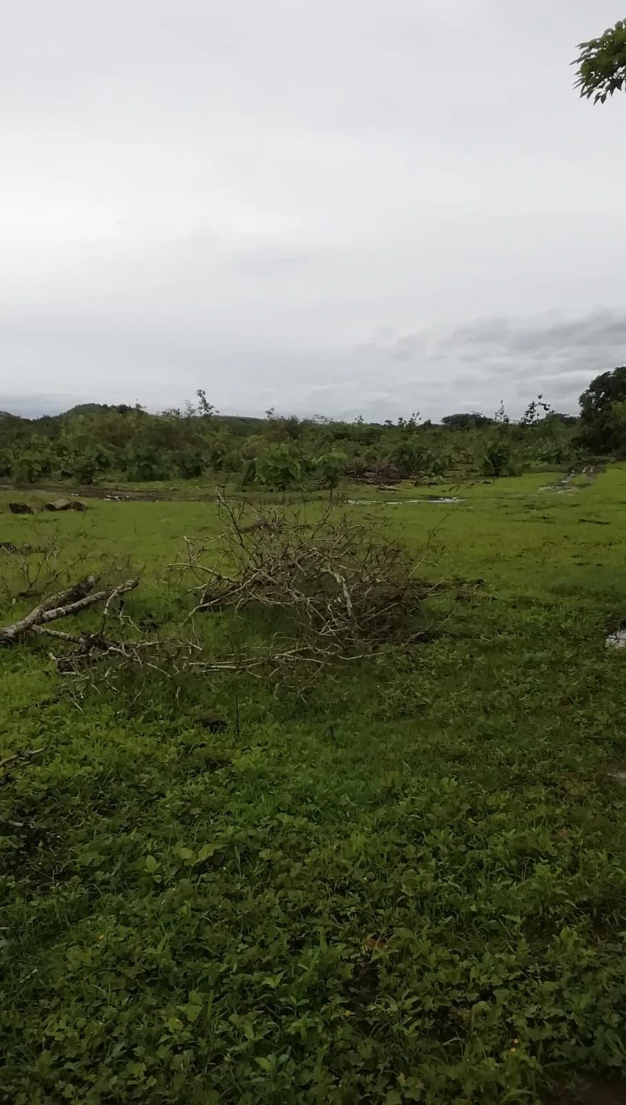 LAND FOR SALE IN LAS TABLAS – POCRÍ / PARITILLA, 15.5 HECTARES - photo 14