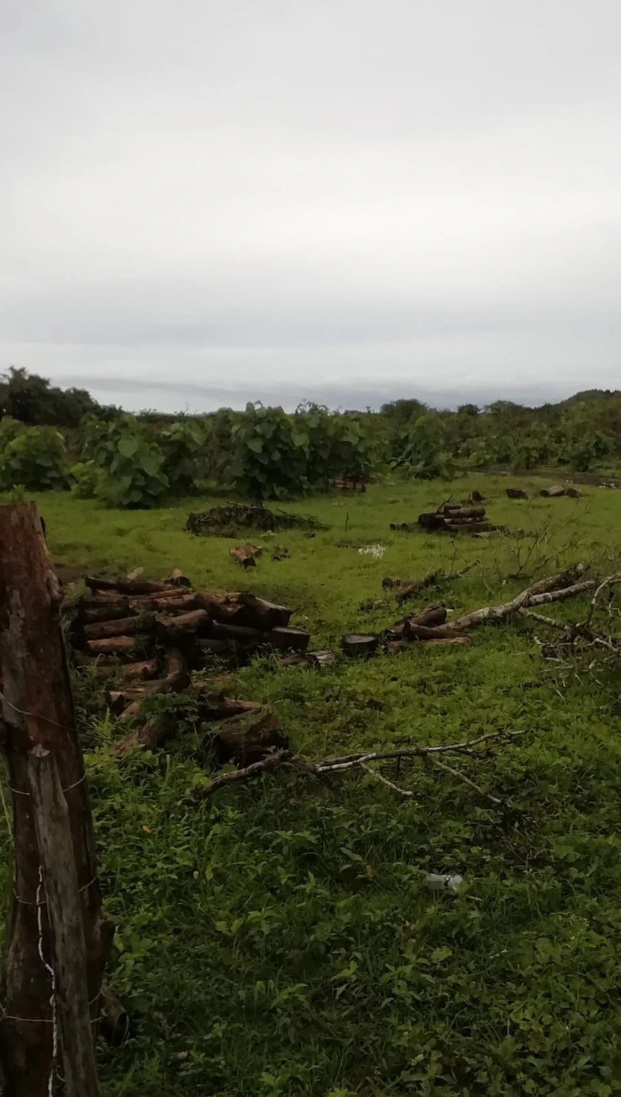 LAND FOR SALE IN LAS TABLAS – POCRÍ / PARITILLA, 15.5 HECTARES - photo 13