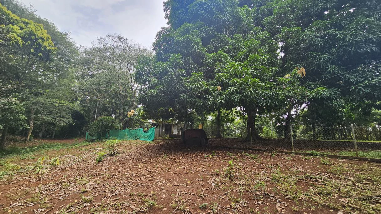 Your ideal land in Las Mendozas! Nature and tranquilility in La Chorrera. - photo 6
