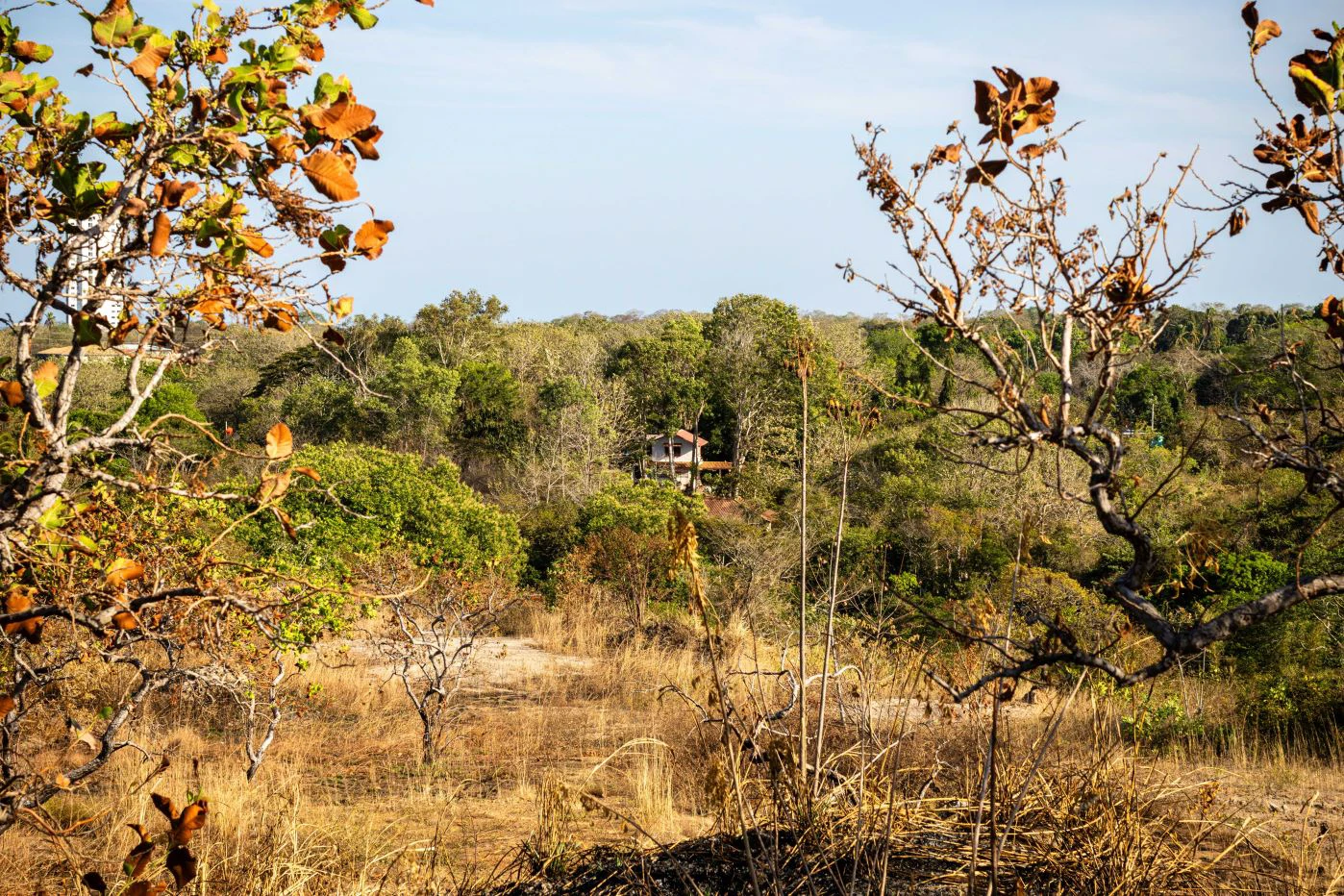 Sale of 8-Hectare Farm in San Carlos with River Frontage - photo 5
