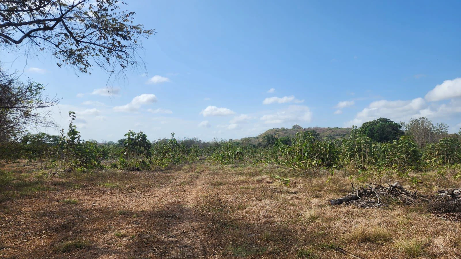 LAND FOR SALE IN LAS TABLAS – POCRÍ / PARITILLA, 15.5 HECTARES - photo 21