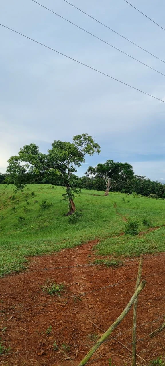 SALE OF LAND IN CHORRERA - LAS YAYAS ADENTRO (7.5 HECTARES) - photo 4