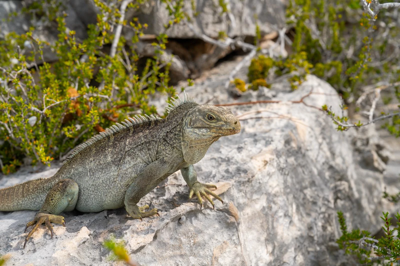 Caicos Banks Spa Estate Villa- Sailrock - Gallery image 24