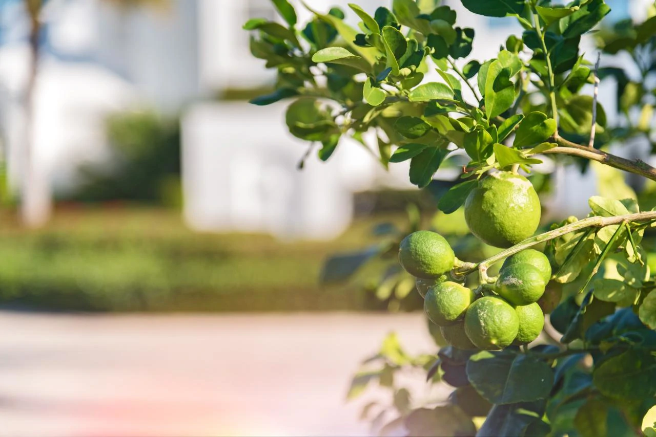 Mandalay - Gallery image 51