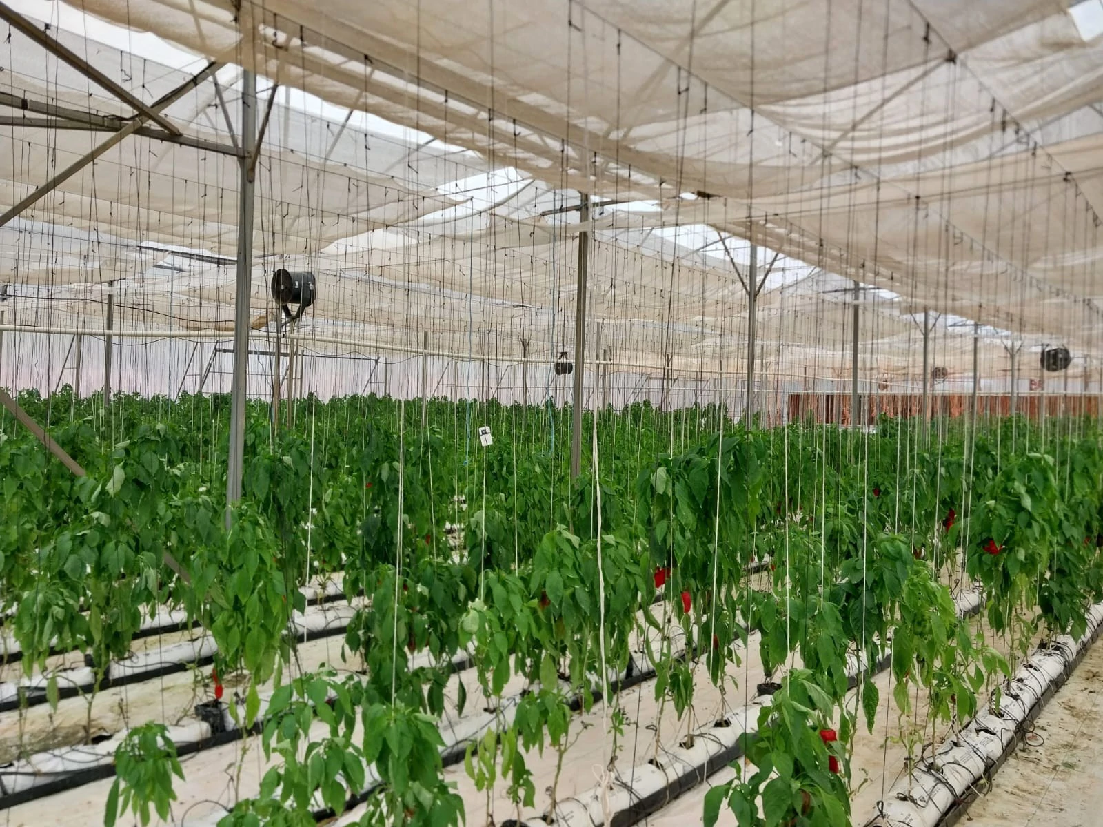 8.9-Hectare Greenhouse Farm | Santa Cruz de Chame, Panama - Gallery image 4