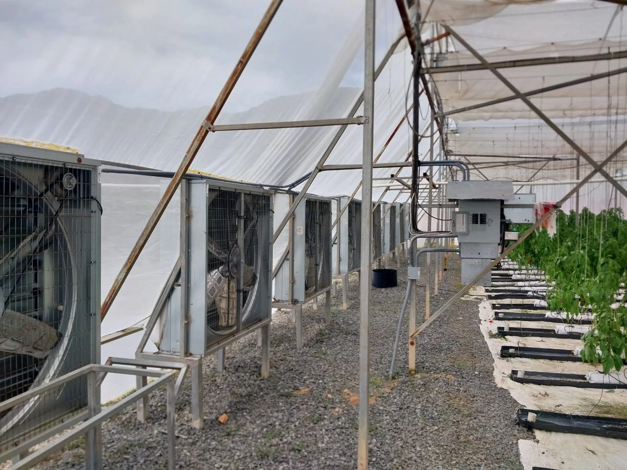 8.9-Hectare Greenhouse Farm | Santa Cruz de Chame, Panama - Gallery image 3